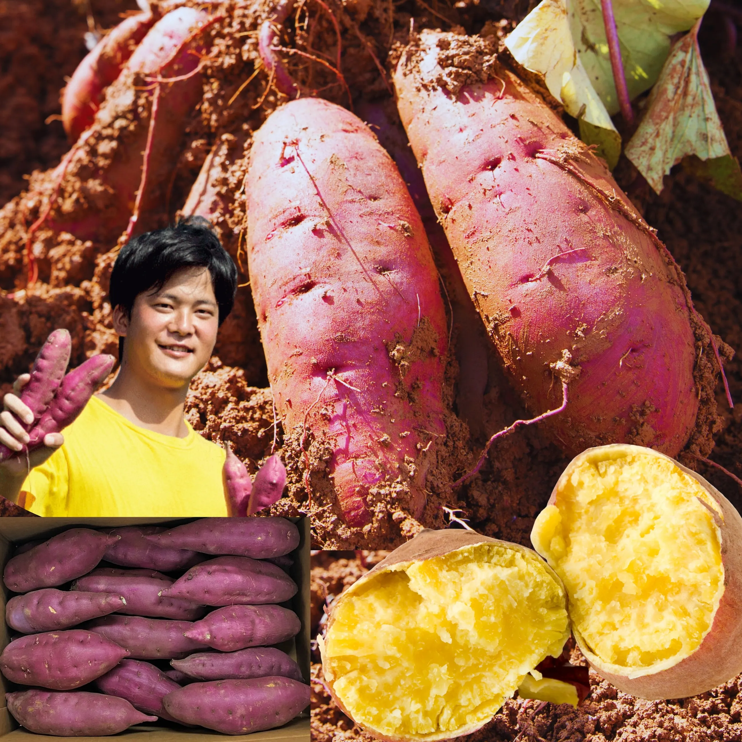 【送料無料】【金沢】【加賀野菜】【期間限定】ホクホク系のお芋ならコレ！【石川県ブランド芋】五郎島金時 生芋 〇秀(S.M.L)【上級品】【かわに】